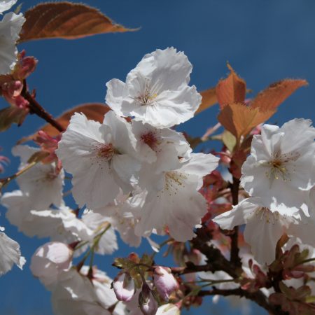 Prunus 'Tai Haku'
